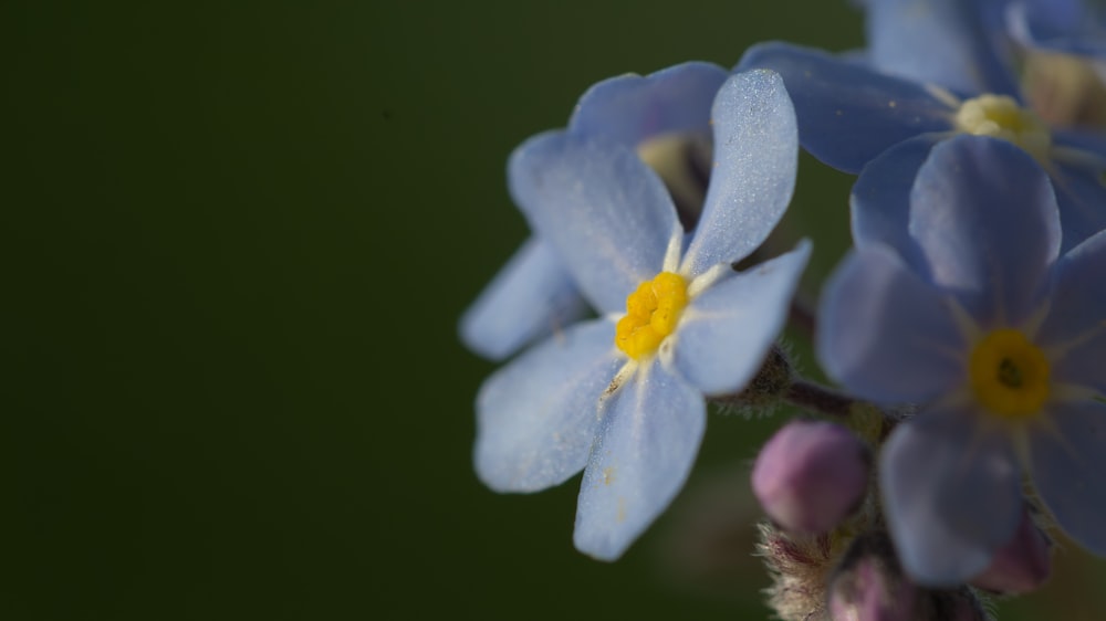 a close up of a bunch of blue flowers