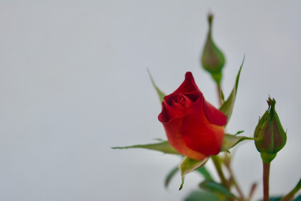 a single red rose is in a vase