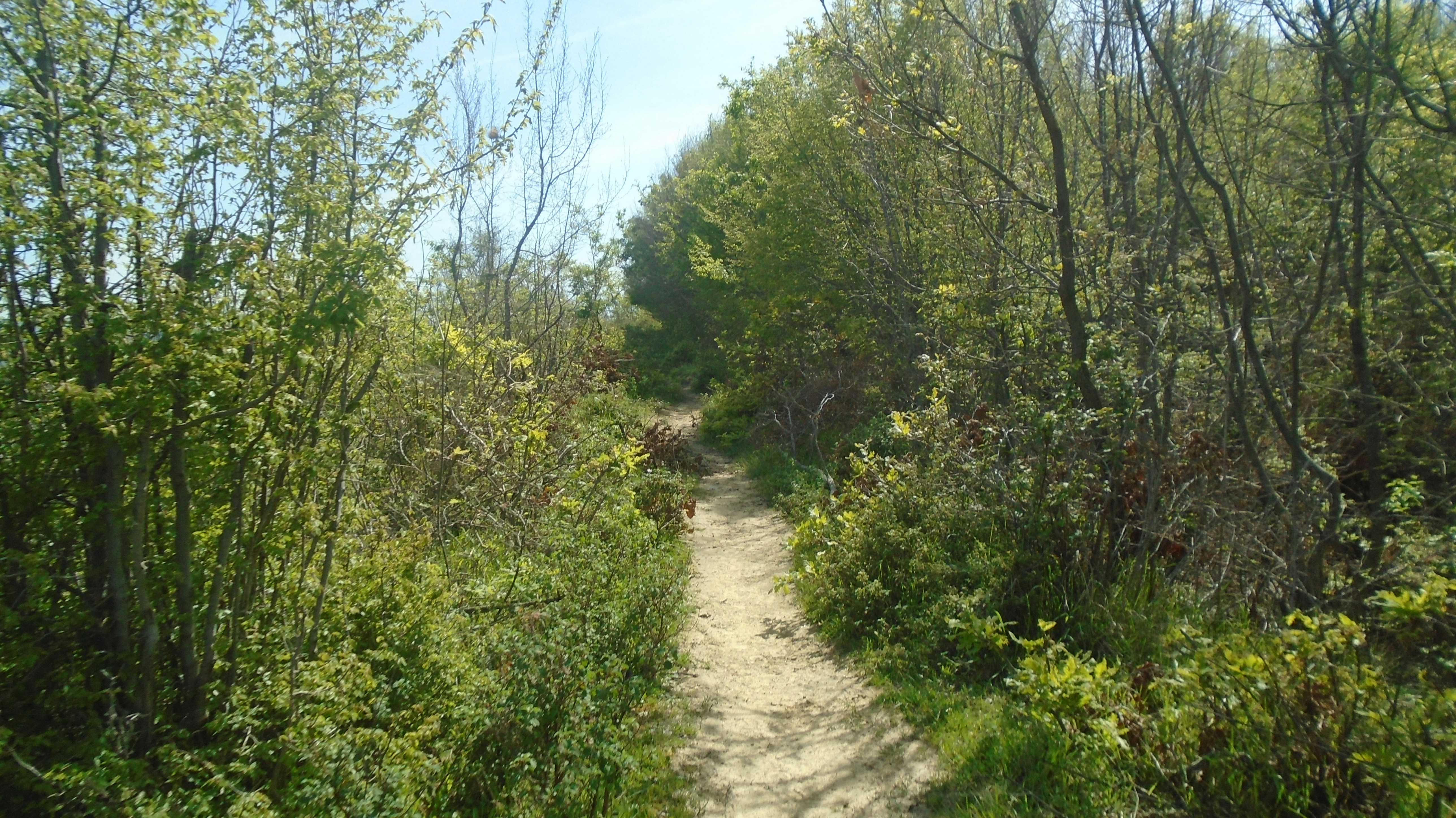 a dirt path in the middle of a forest