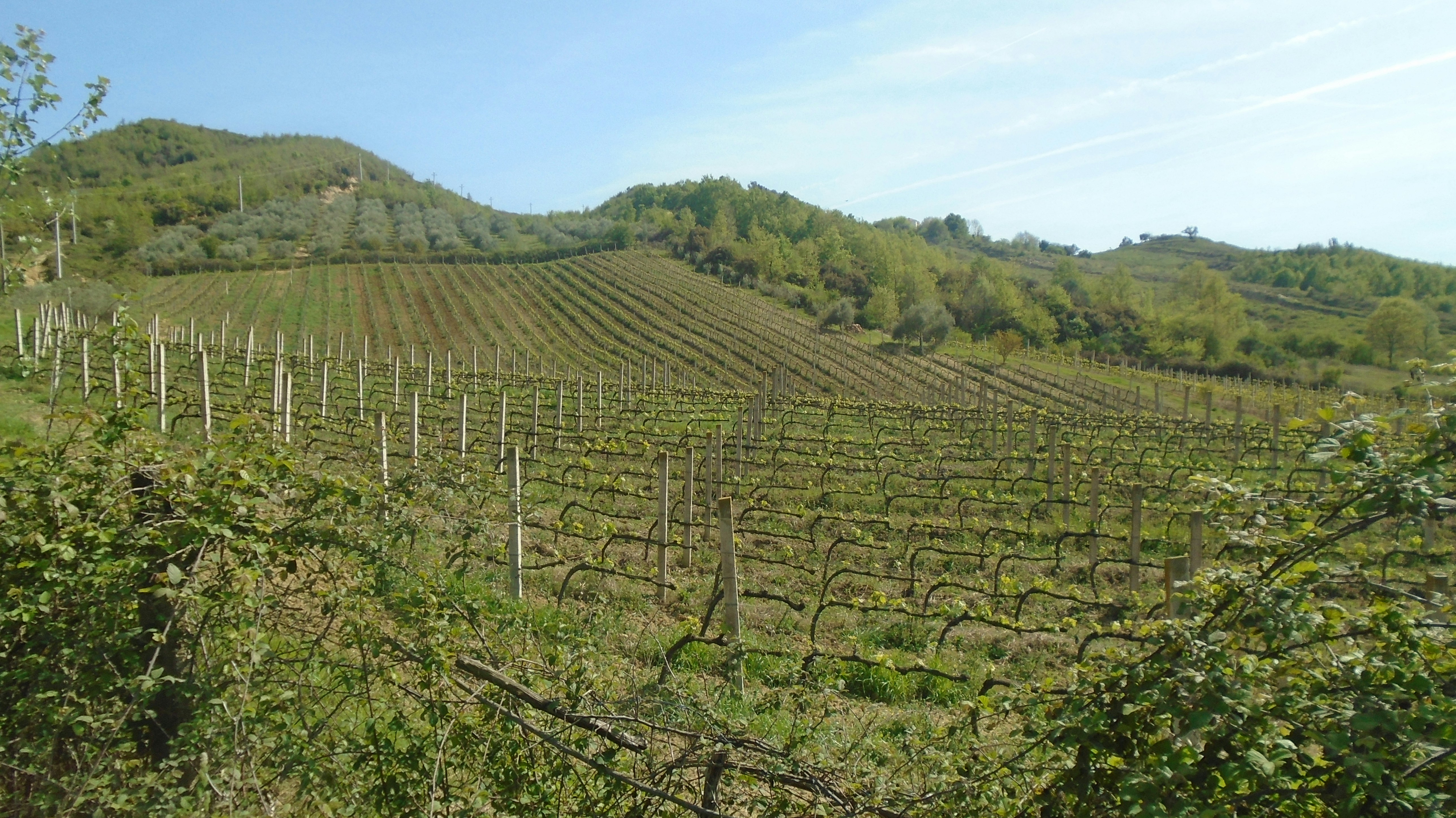 a field of vines with a hill in the background