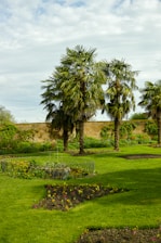 a lush green field with palm trees in the background