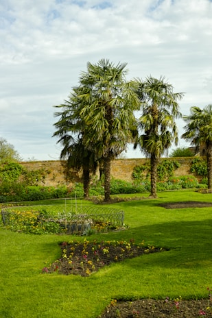 a lush green field with palm trees in the background