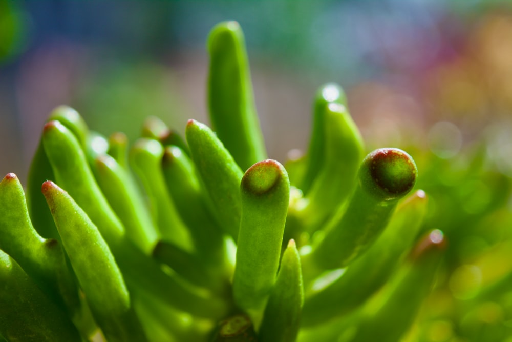 a close up of a green plant with tiny buds