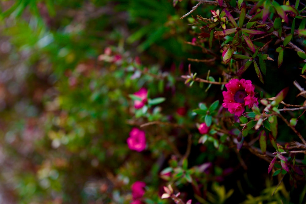 a close up of a bush with pink flowers