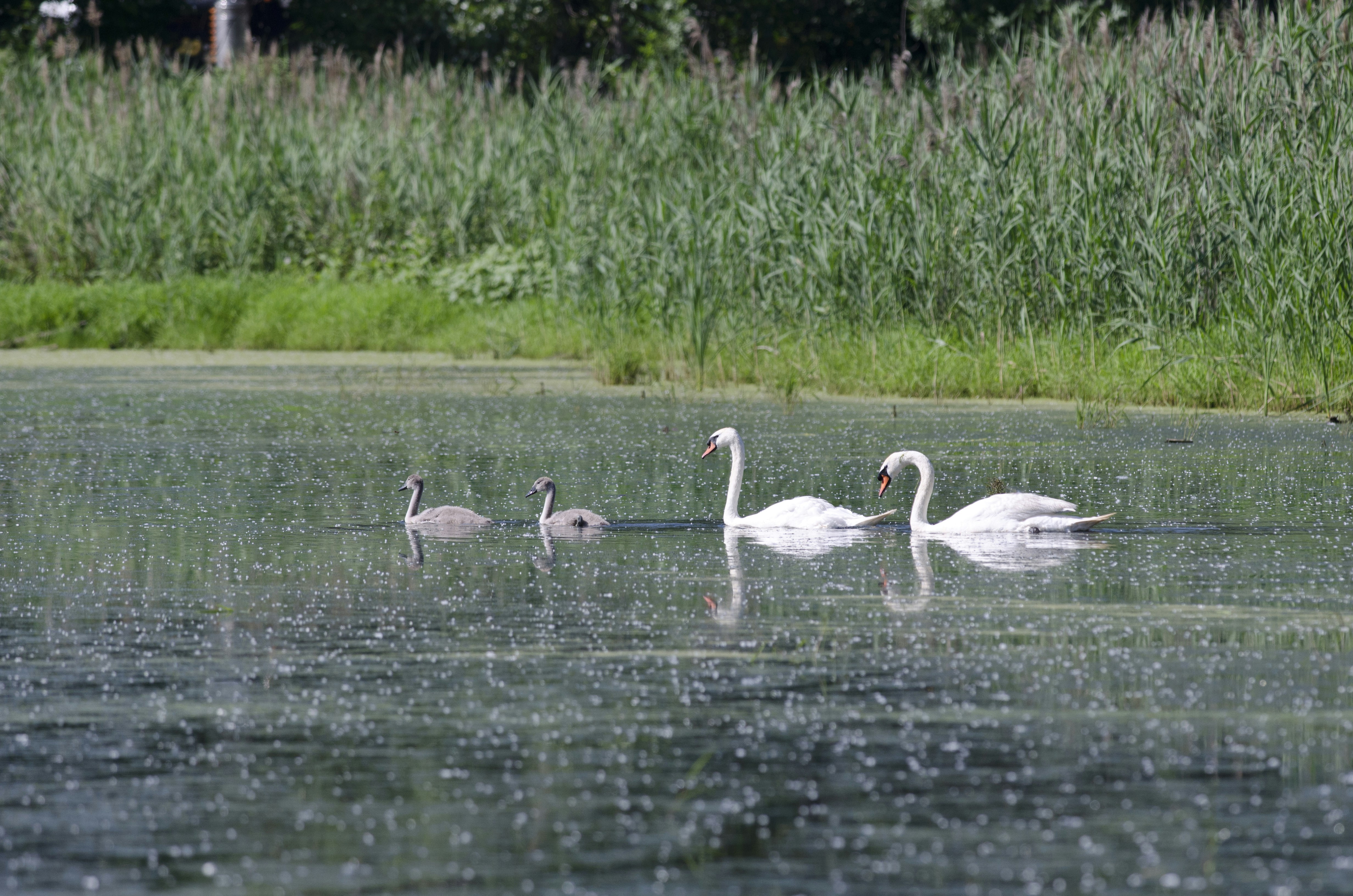 a group of swans swimming on top of a lake