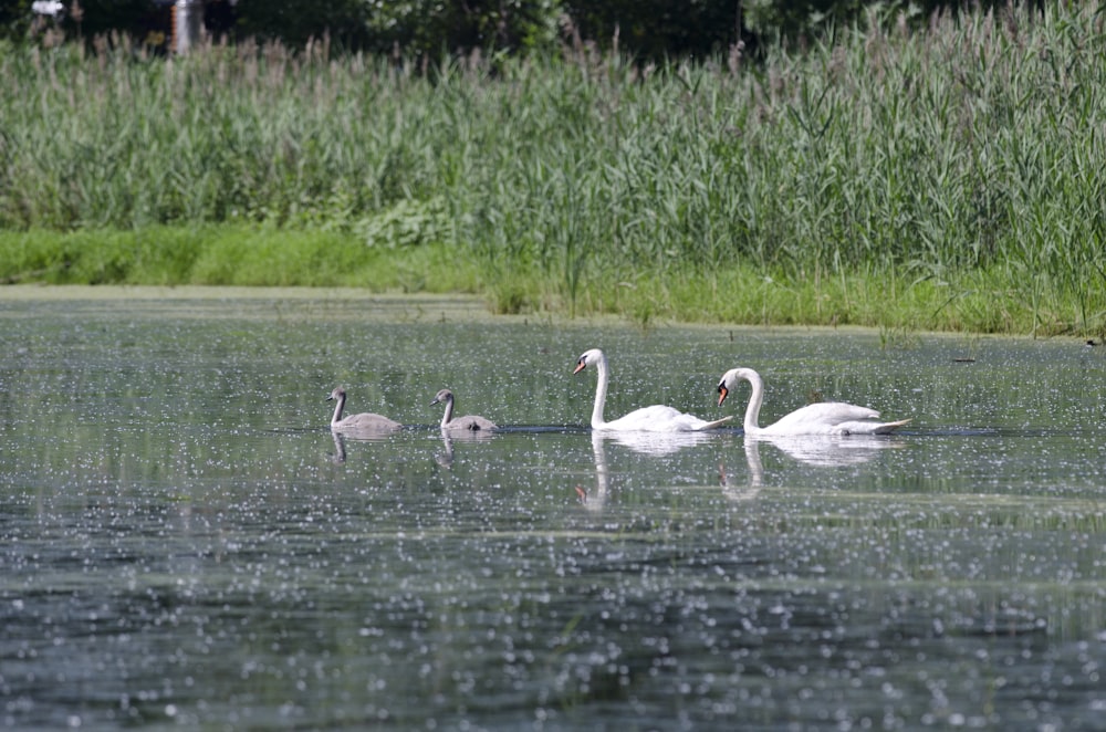 Un grupo de cisnes nadando en la cima de un lago