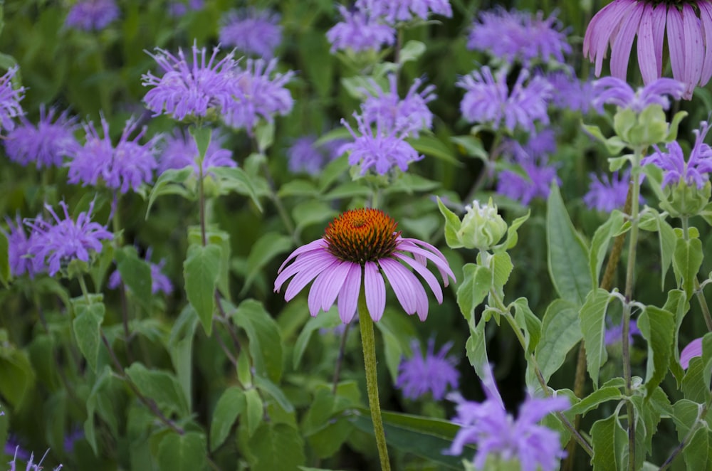 a field full of purple flowers and green leaves