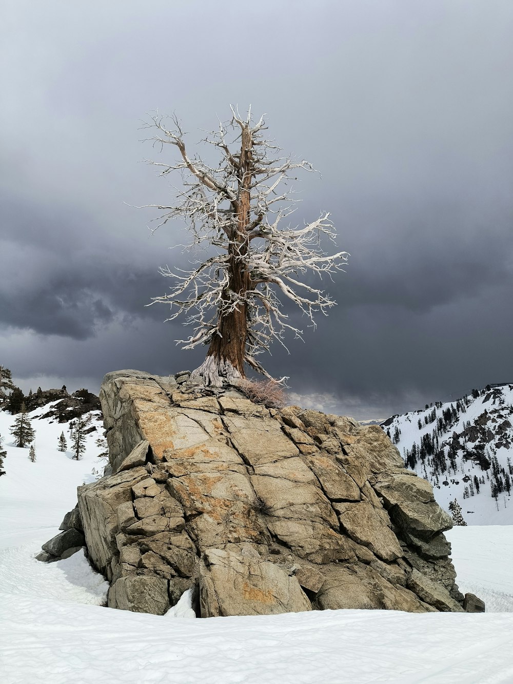 a lone tree on top of a rock in the snow