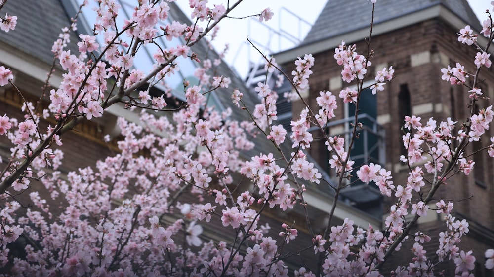 a tree with pink flowers in front of a building