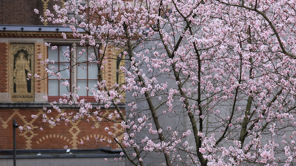 a tree with pink flowers in front of a building