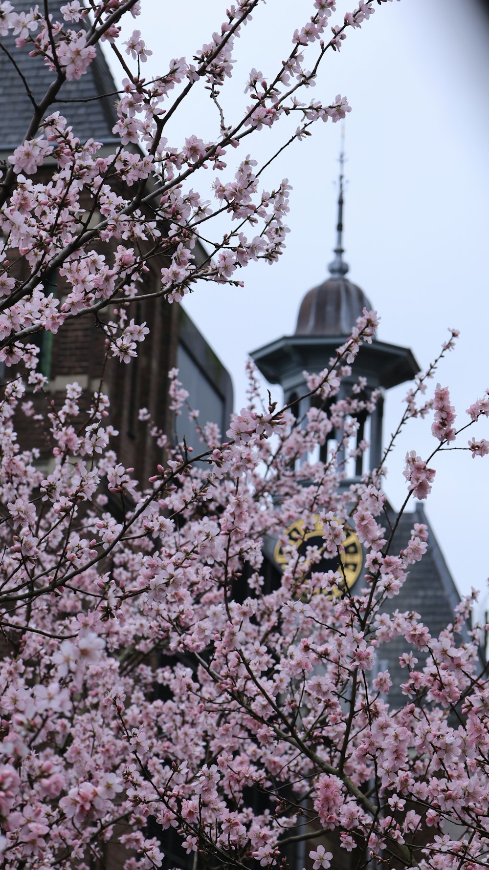 a building with a clock and a tree with pink flowers