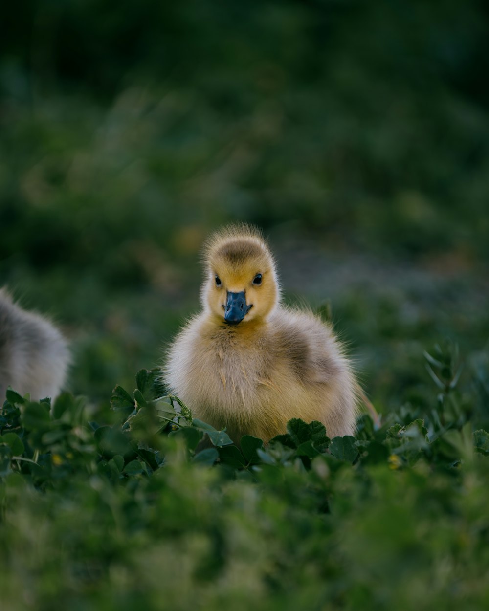 Un patito está sentado en medio de un campo