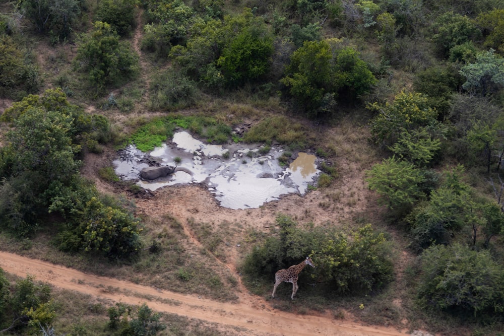 a giraffe standing in the middle of a forest