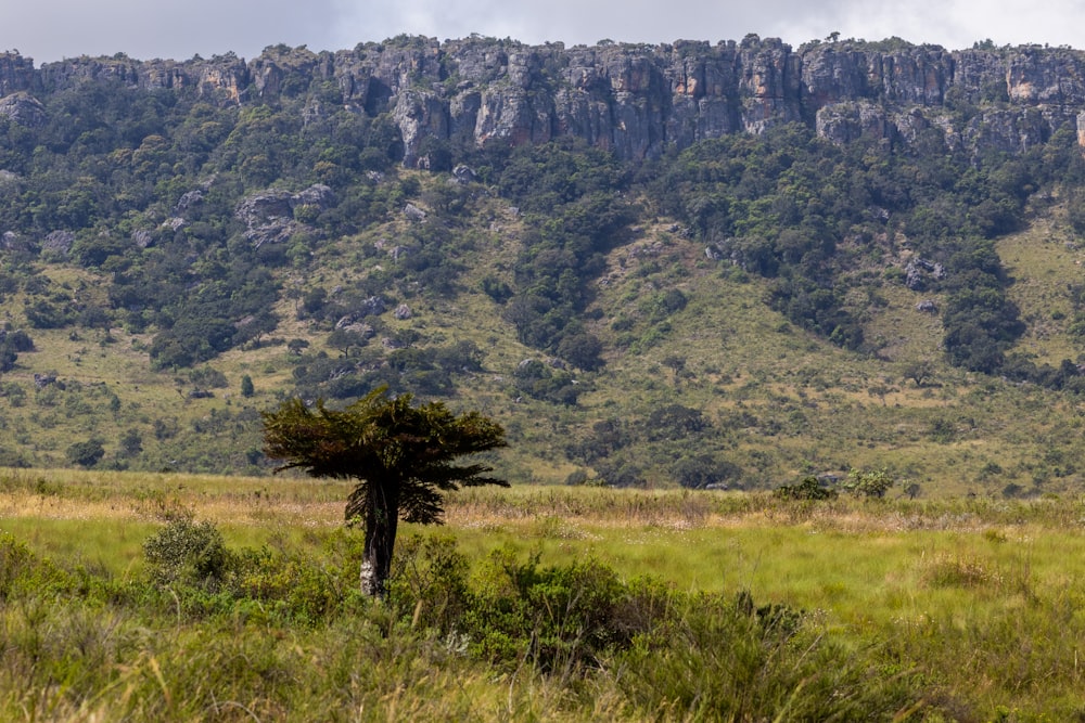 a tree in a field with a mountain in the background