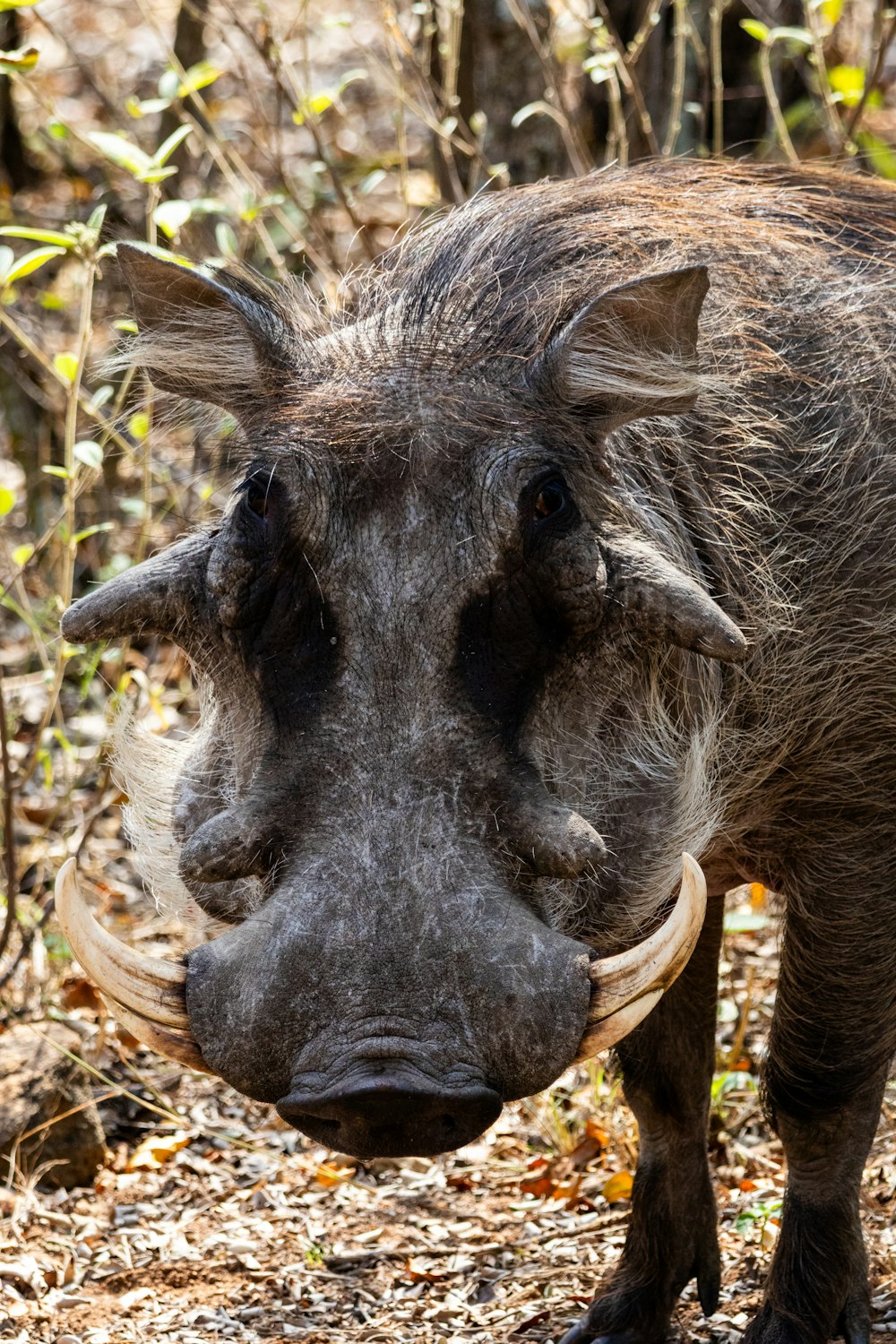 a warthog with a rope in its mouth