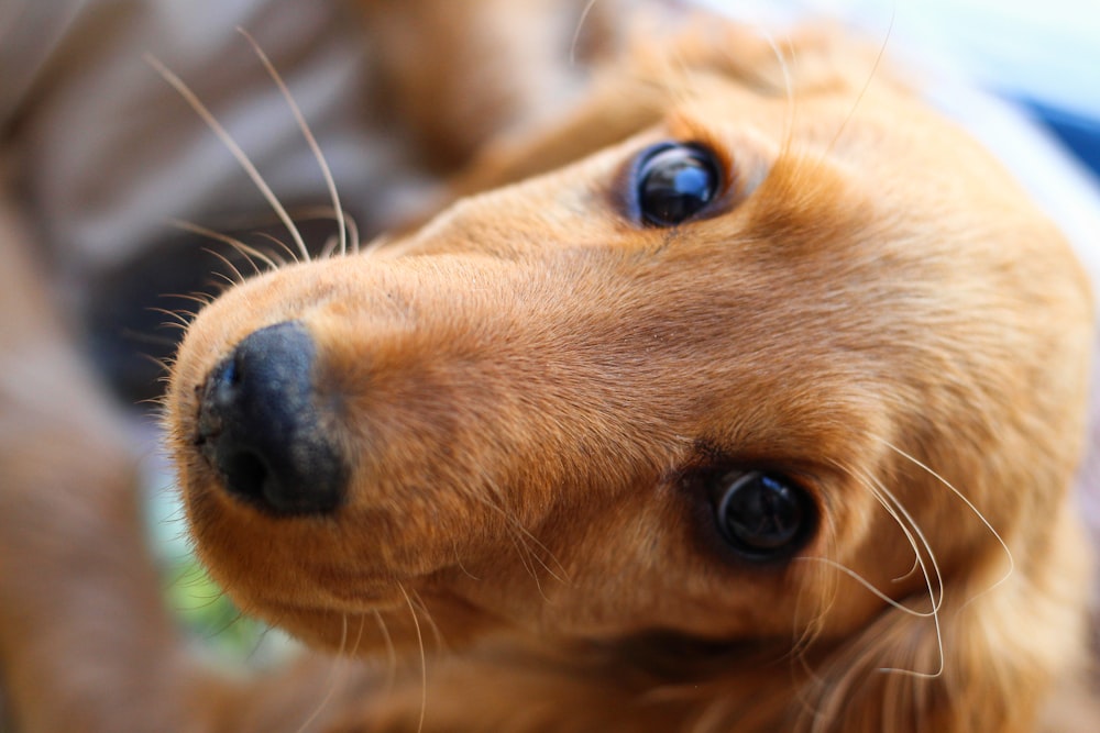 a close up of a dog's face with blue eyes