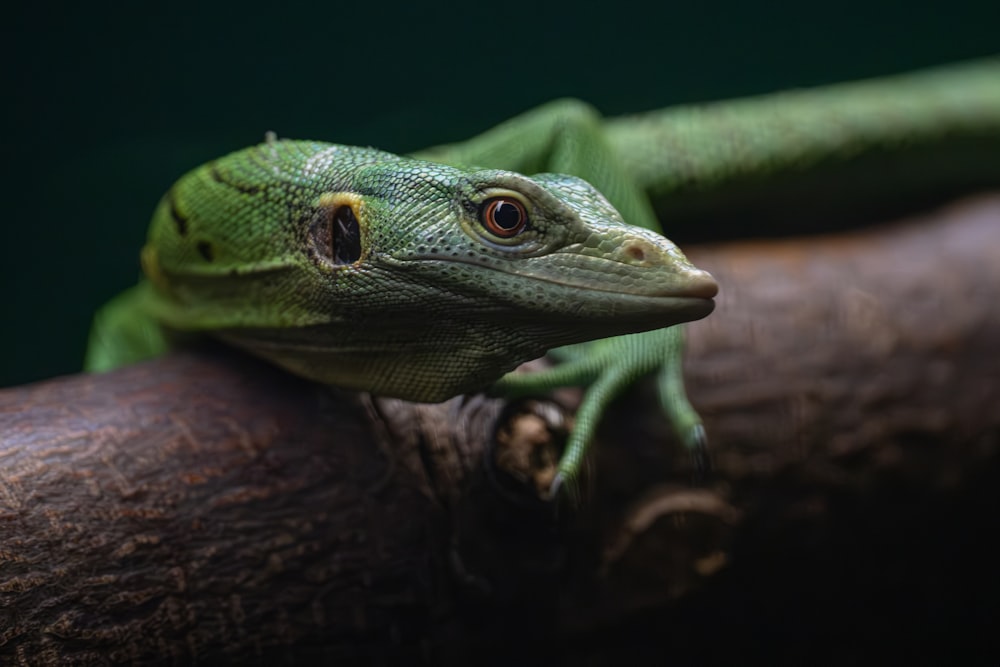 a close up of a green lizard on a branch