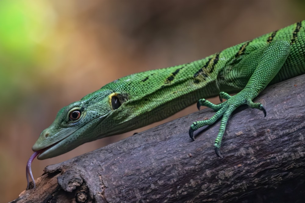 un lagarto verde sentado en lo alto de la rama de un árbol