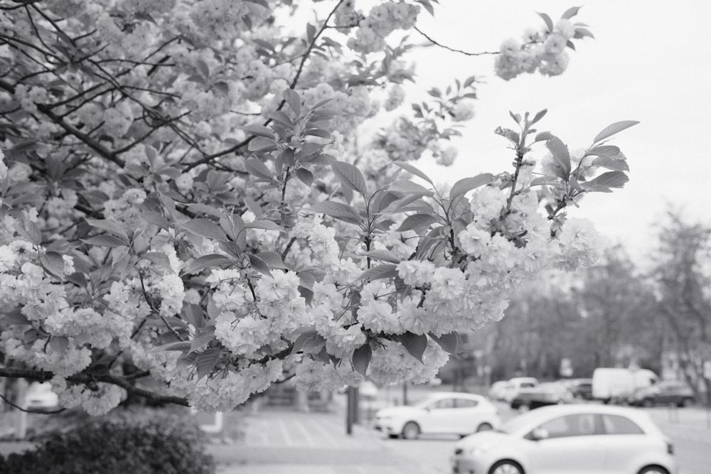 a black and white photo of cars parked in a parking lot