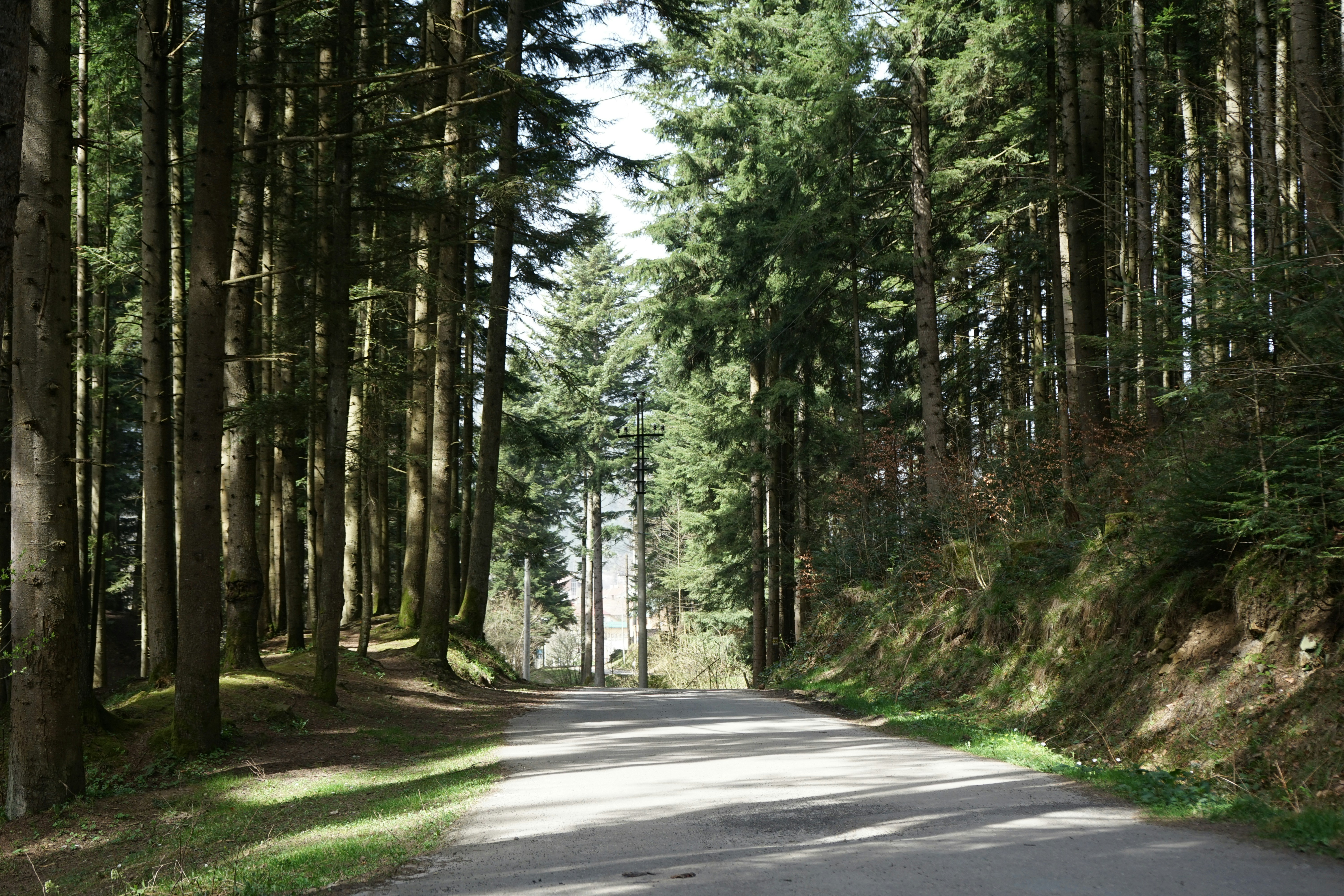 a road in the middle of a forest lined with tall trees