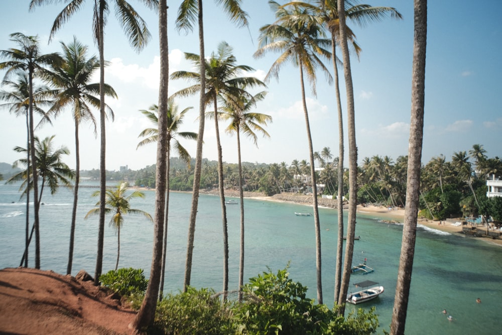 a beach with palm trees and boats in the water