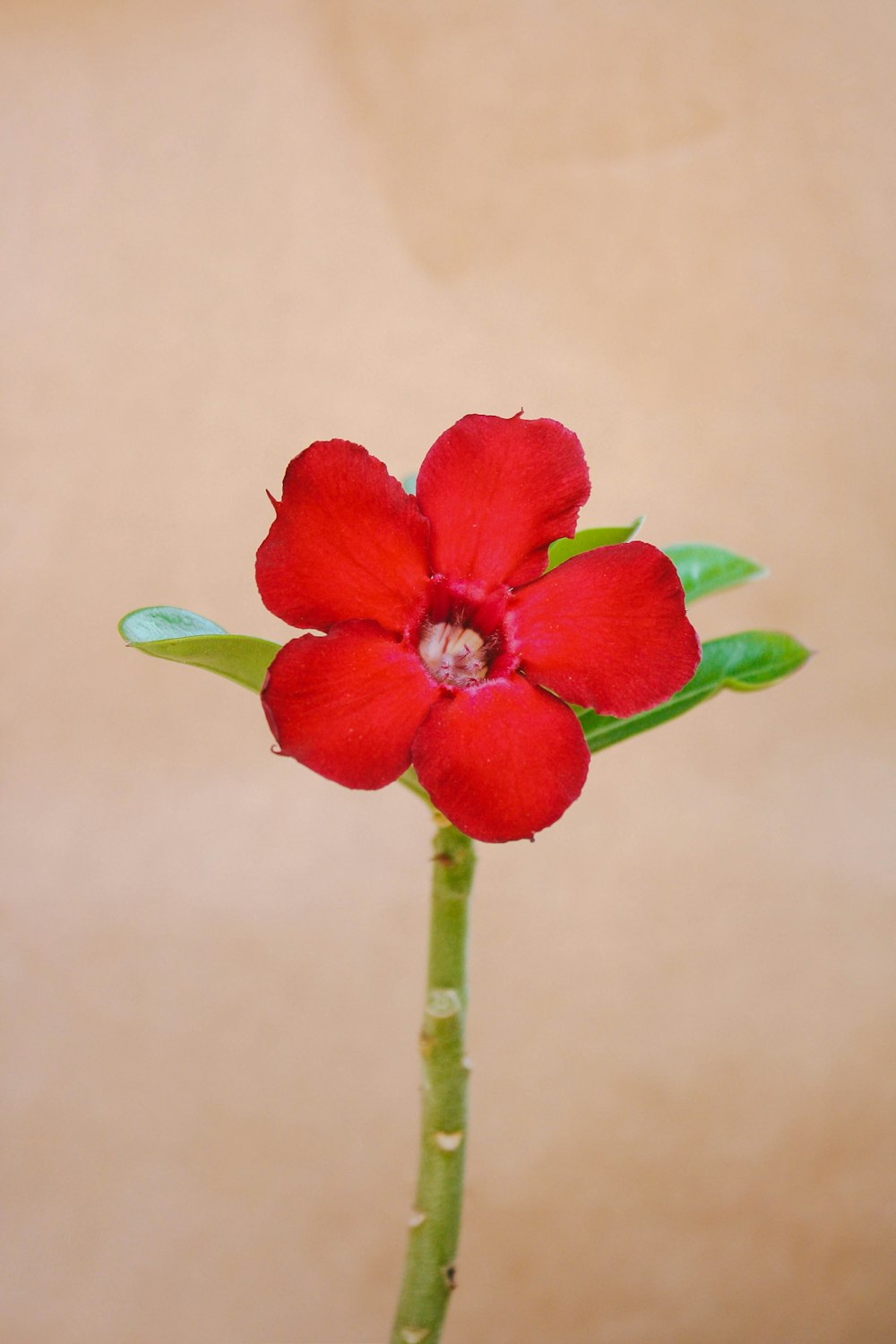 a red flower with green leaves in a vase