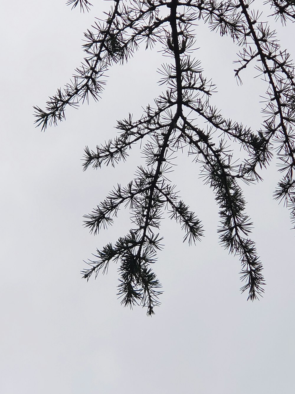 a bird is perched on top of a tree branch