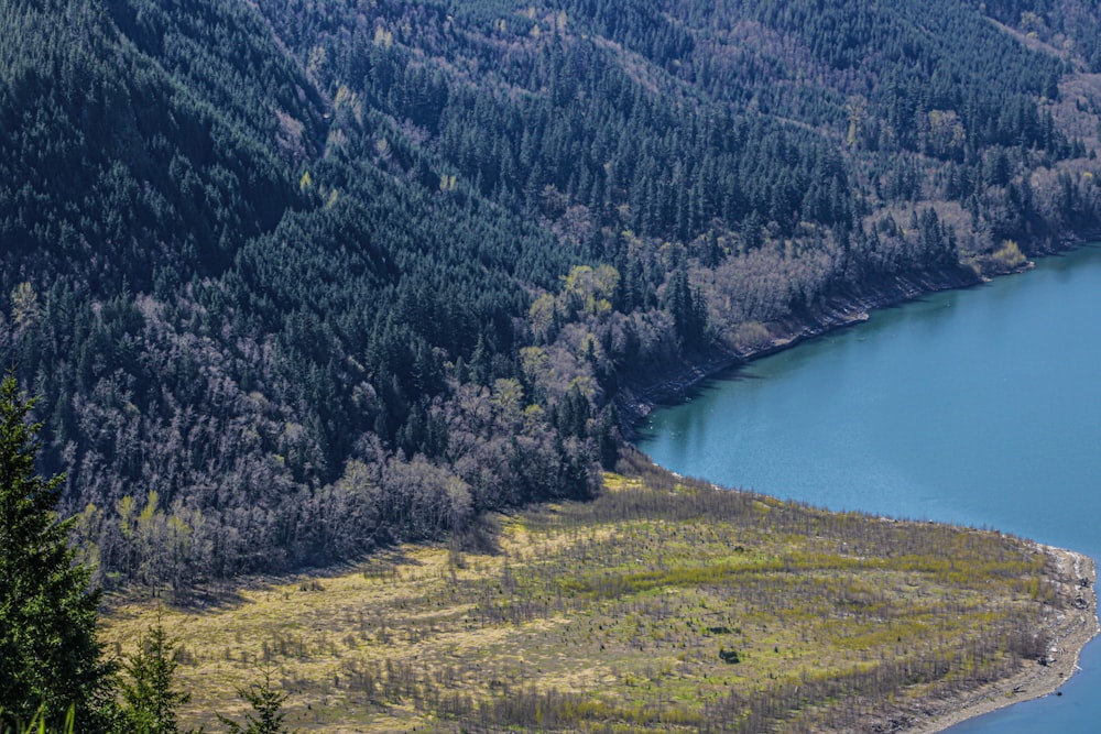 a large body of water surrounded by forest