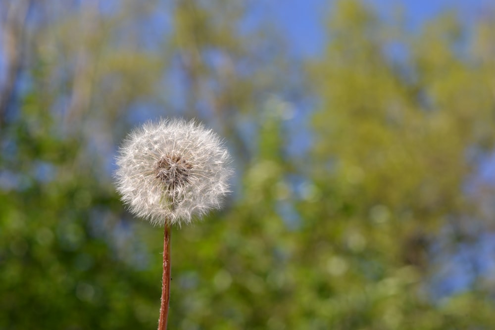 a dandelion in the foreground with trees in the background