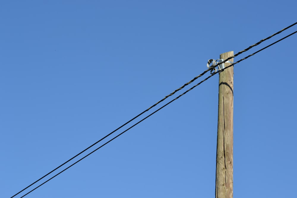 a bird sitting on top of a wooden pole