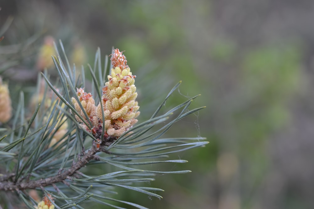 a close up of a pine tree branch