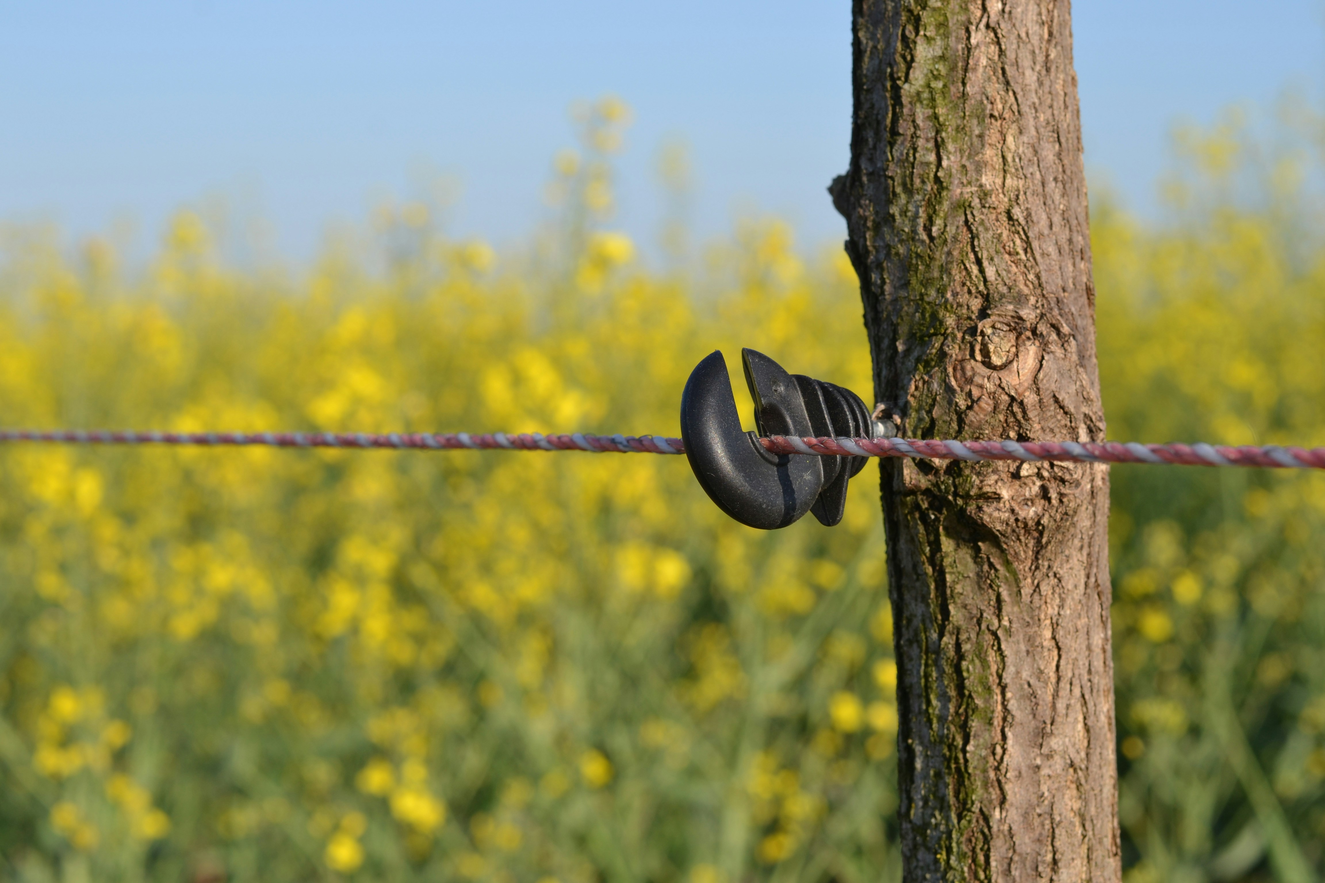 a barbed wire fence with a field of yellow flowers in the background
