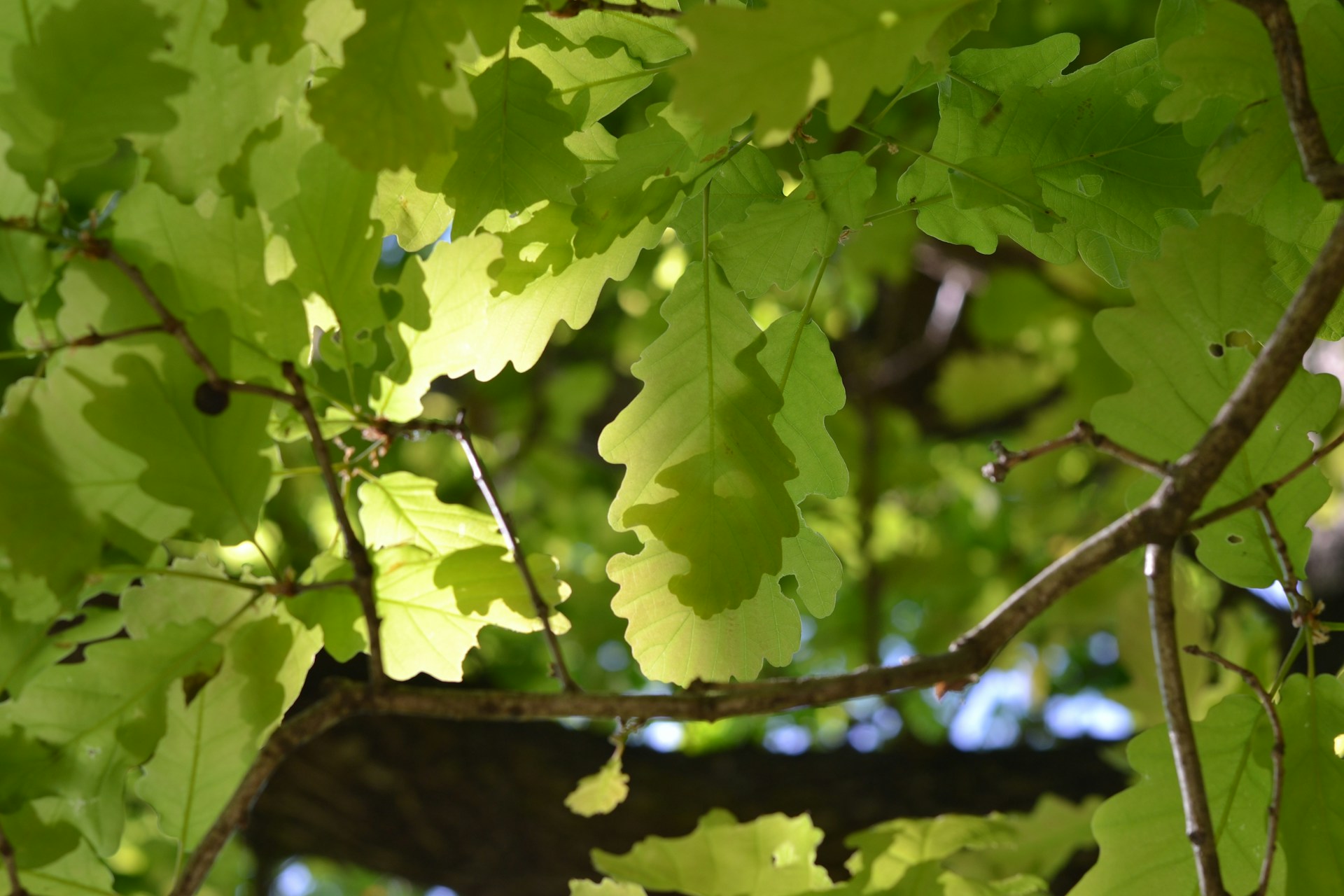 a close up of leaves on a tree