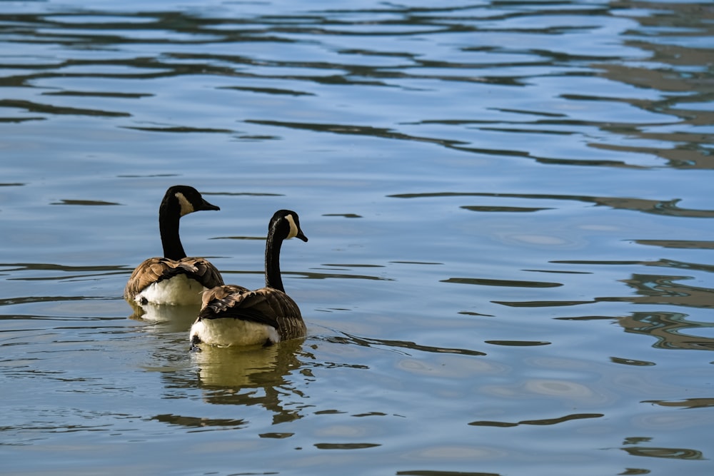 a couple of ducks floating on top of a lake