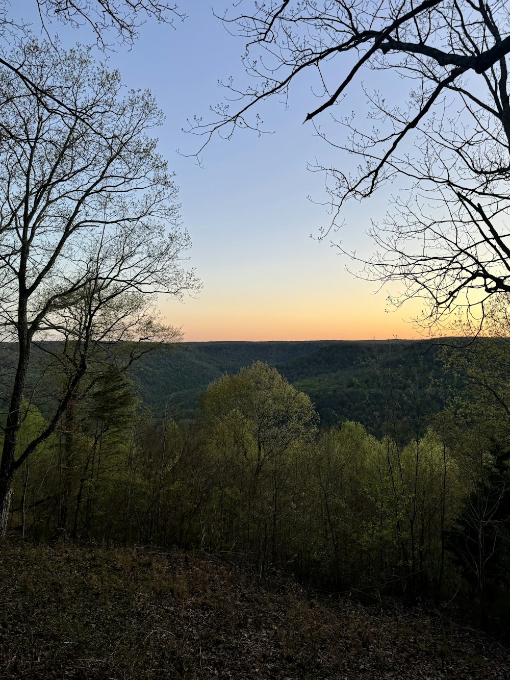 a view of a forest from a hill top