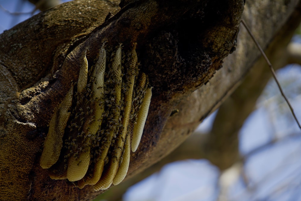 a close up of a tree branch with a bunch of leaves on it