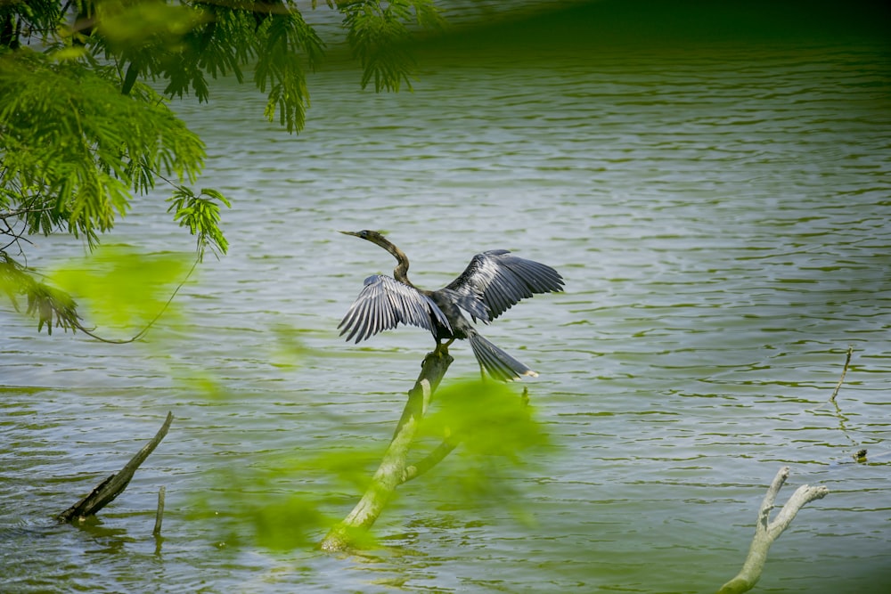 a bird that is standing on a branch in the water