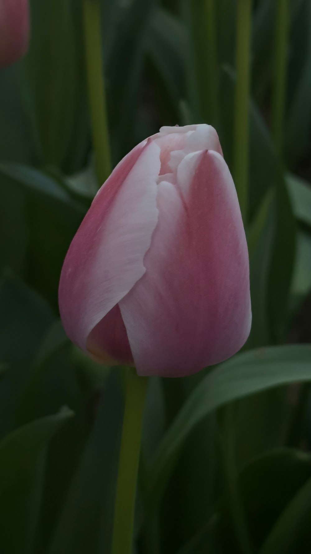 a single pink tulip with green leaves in the background