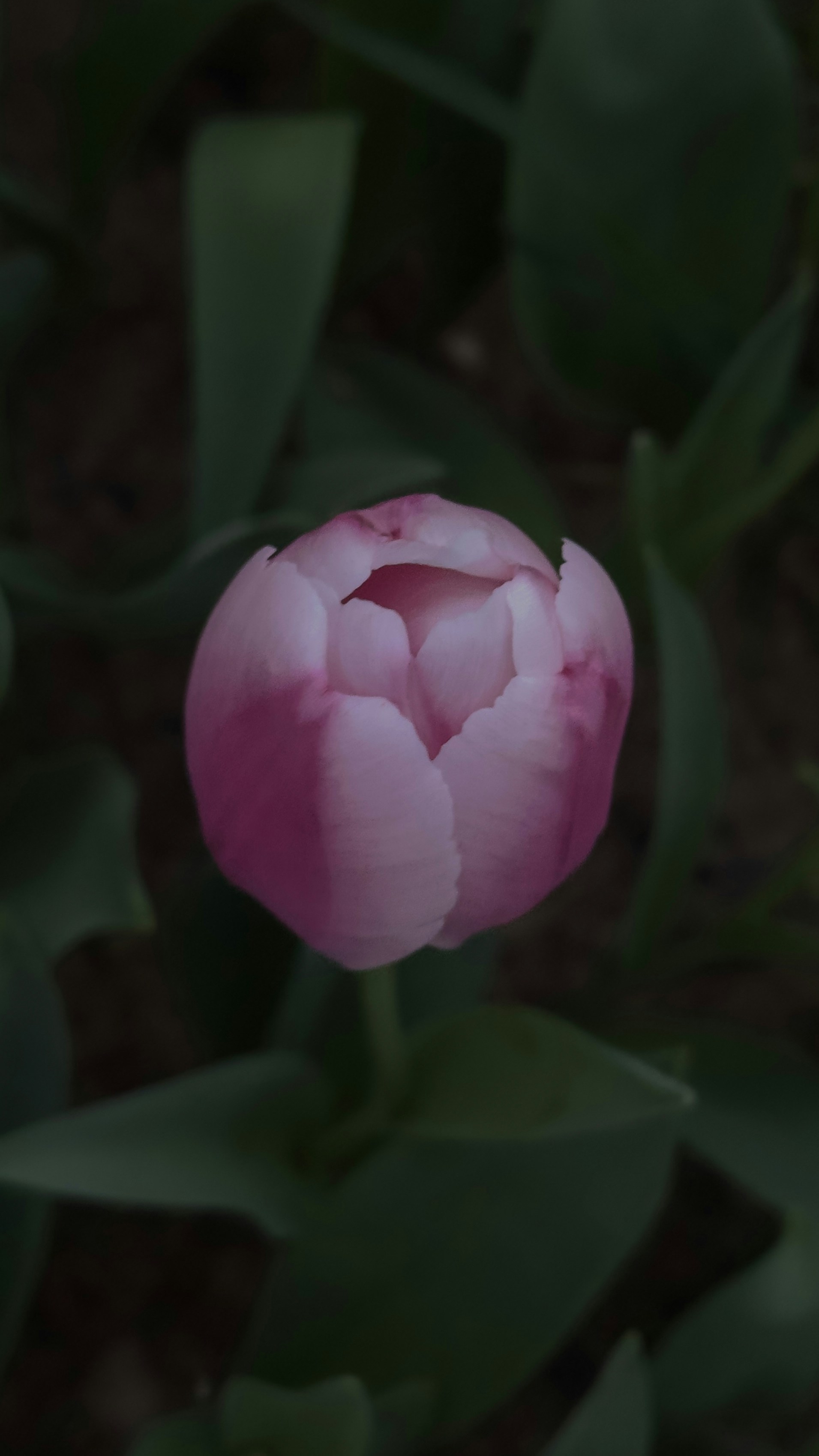 a pink flower with green leaves in the background