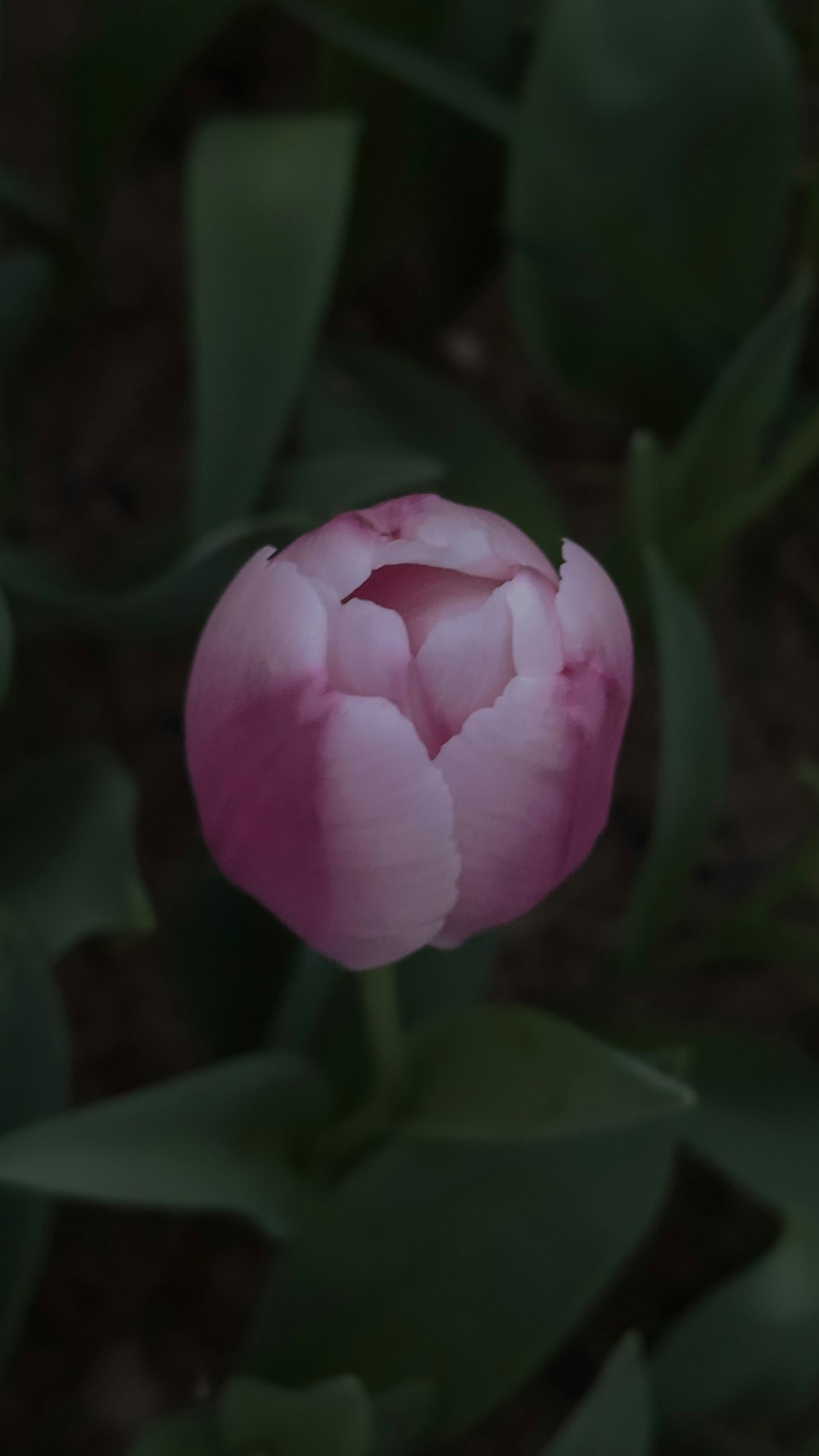 a pink flower with green leaves in the background