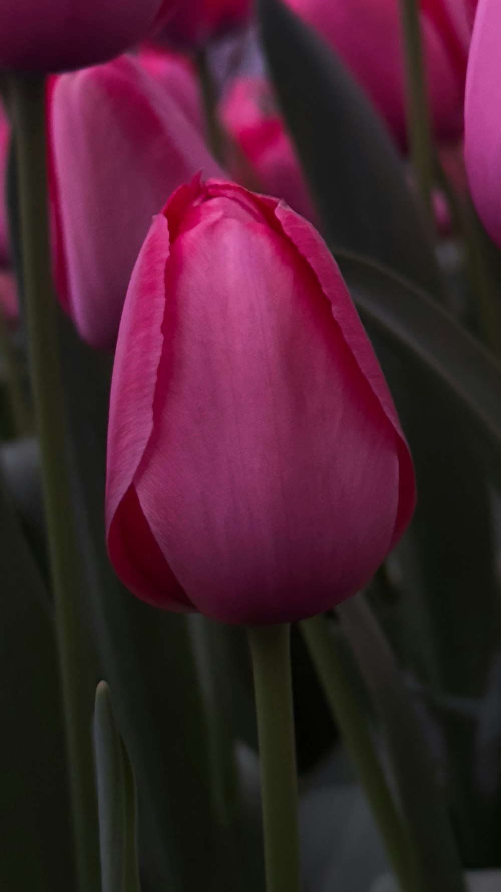 a close up of a bunch of pink flowers