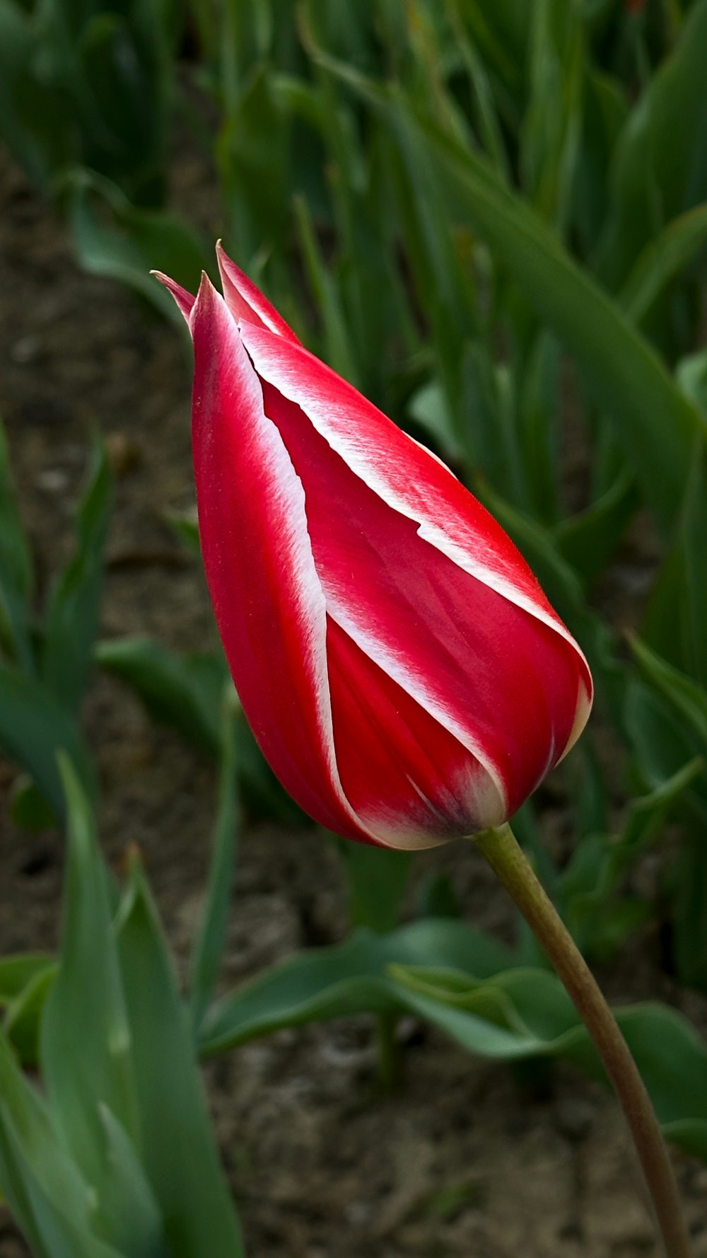 a red and white tulip in a field of green grass
