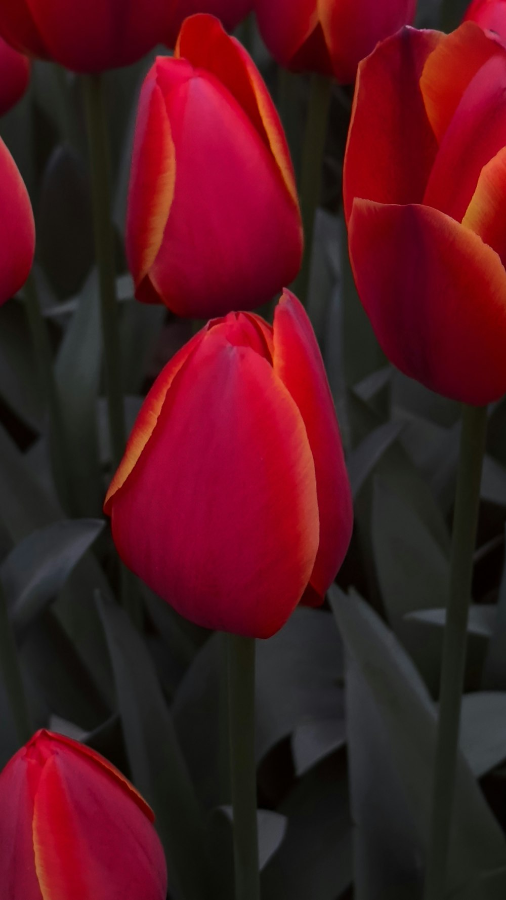 um grupo de tulipas vermelhas com folhas verdes