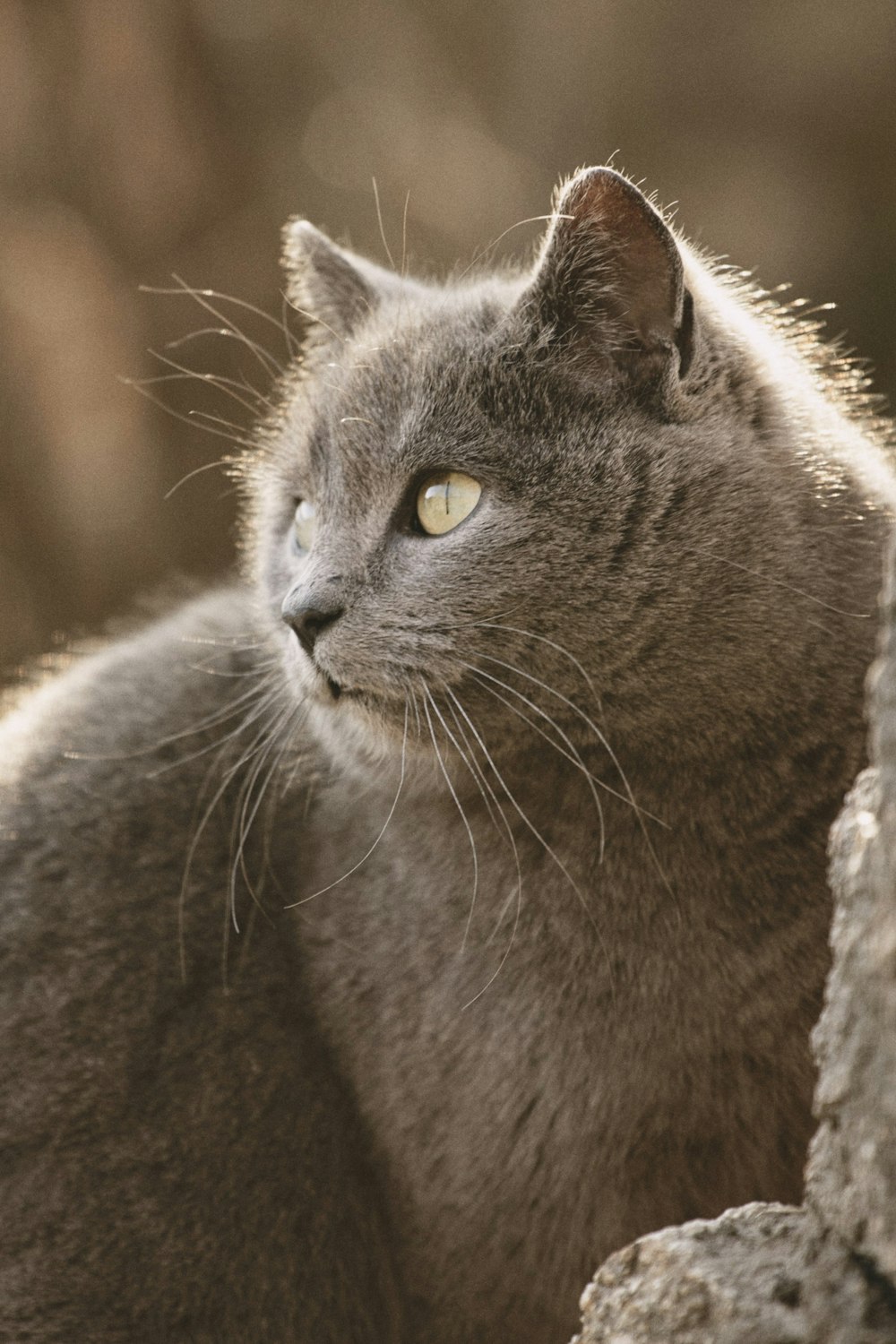 a gray cat sitting on top of a rock