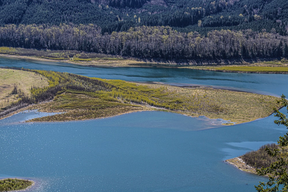 a large body of water surrounded by a forest