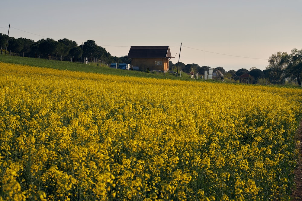 a field of yellow flowers with a house in the background