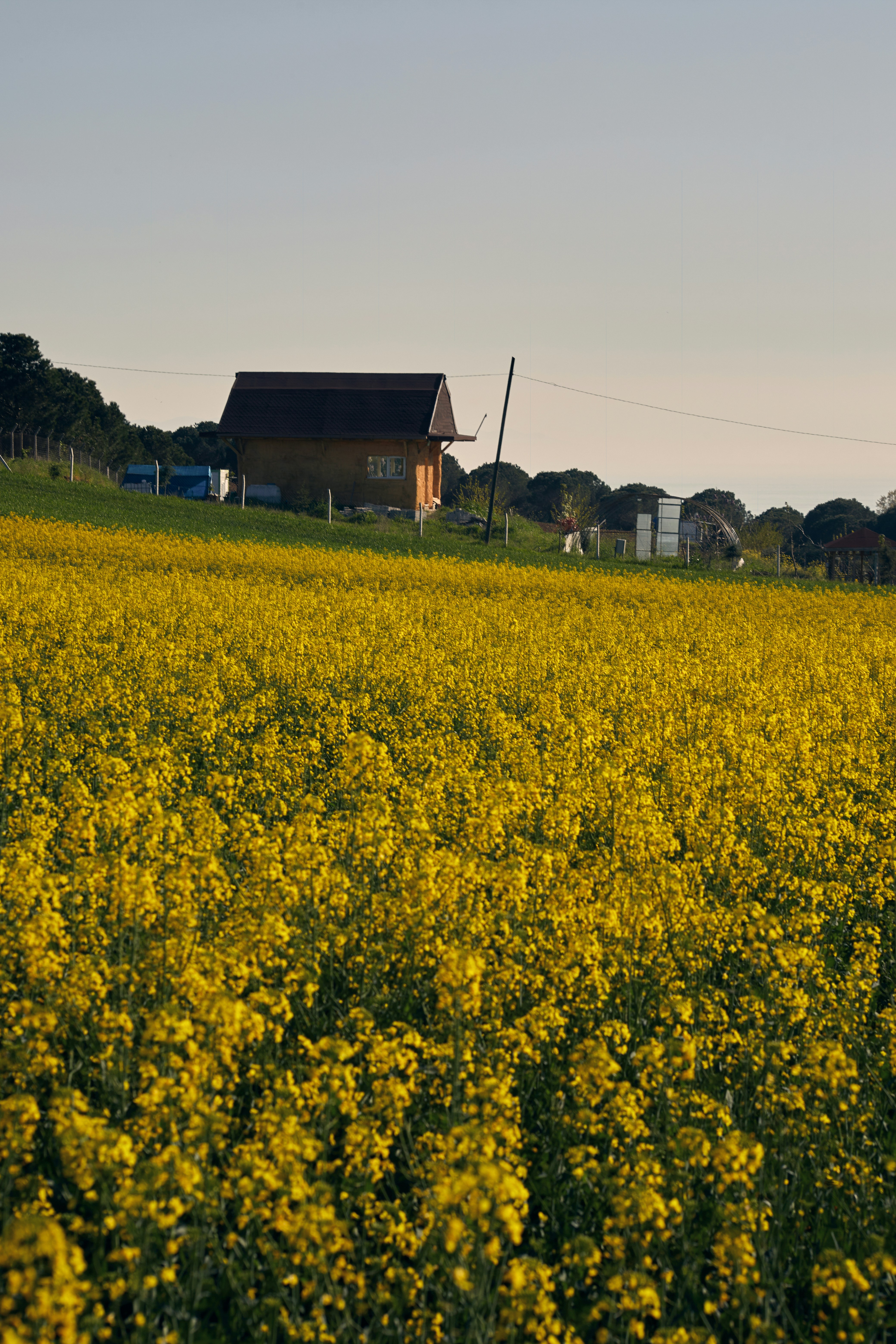A field of yellow flowers with a house in the background photo
