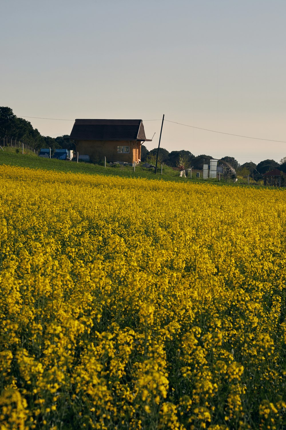 a field of yellow flowers with a house in the background