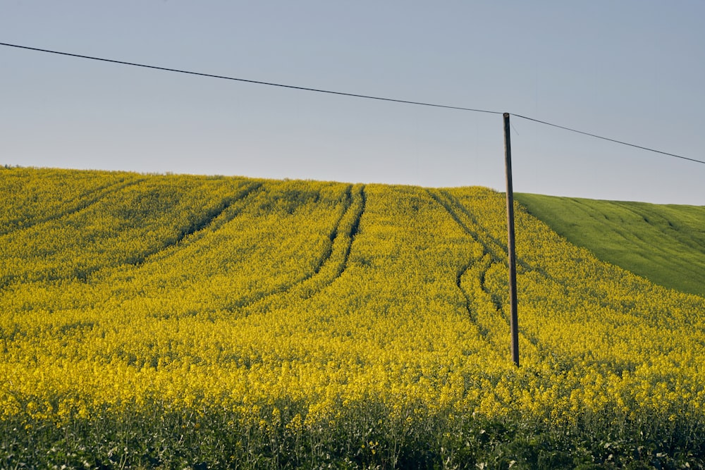 un champ de fleurs jaunes avec une clôture en fil de fer au premier plan