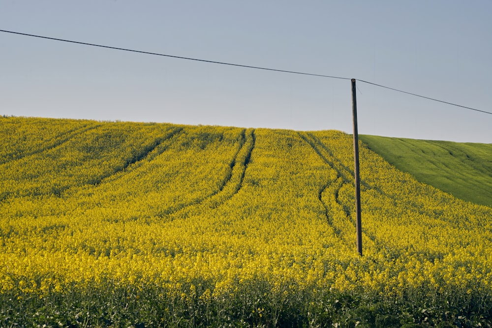 a field of yellow flowers with a wire fence in the foreground